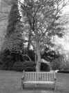 bench_tree_grey.jpg (96880 bytes)